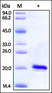 SO1-H5148