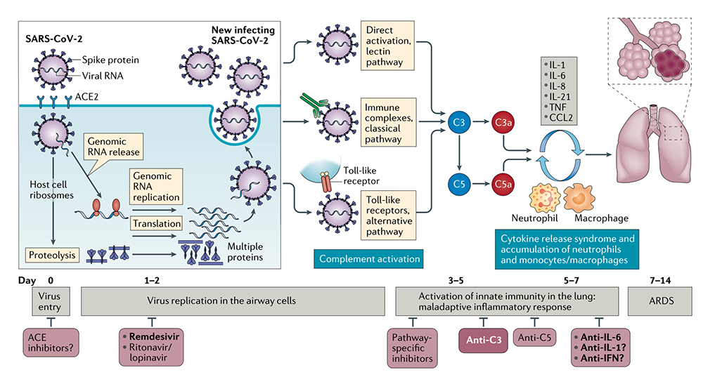 The role of targeted complement in SARS-CoV-2-associated lung injury