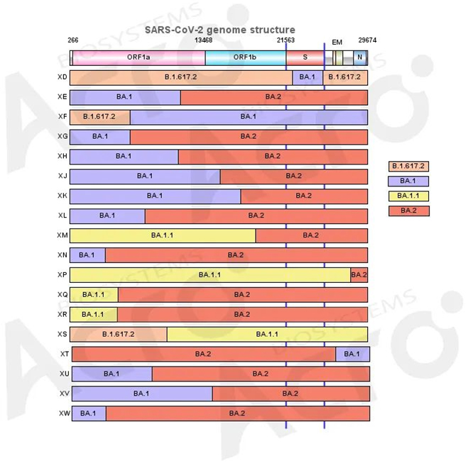 Overview of Omicron recombinant strain