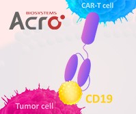 CD19 Protein