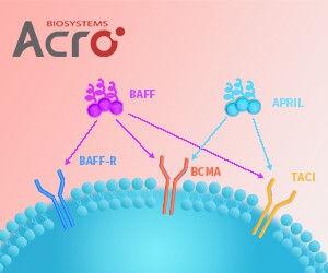 BCMA Protein