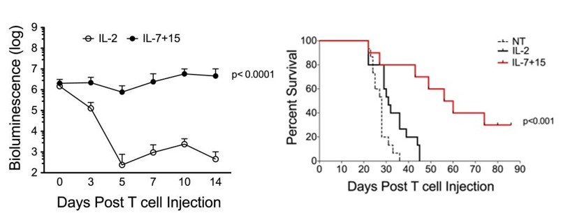 CAR-T cultured with IL-7+15 has long survival time and strong antitumor activity