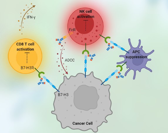 Immune checkpoint drugs killing tumor cells