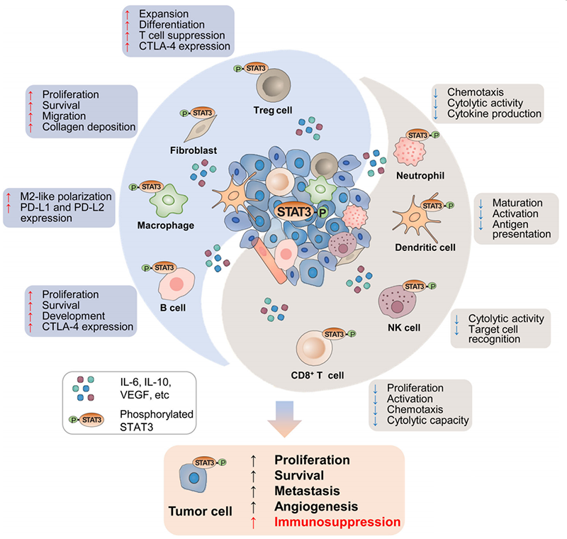 The mechanism of action of STAT3 in TME