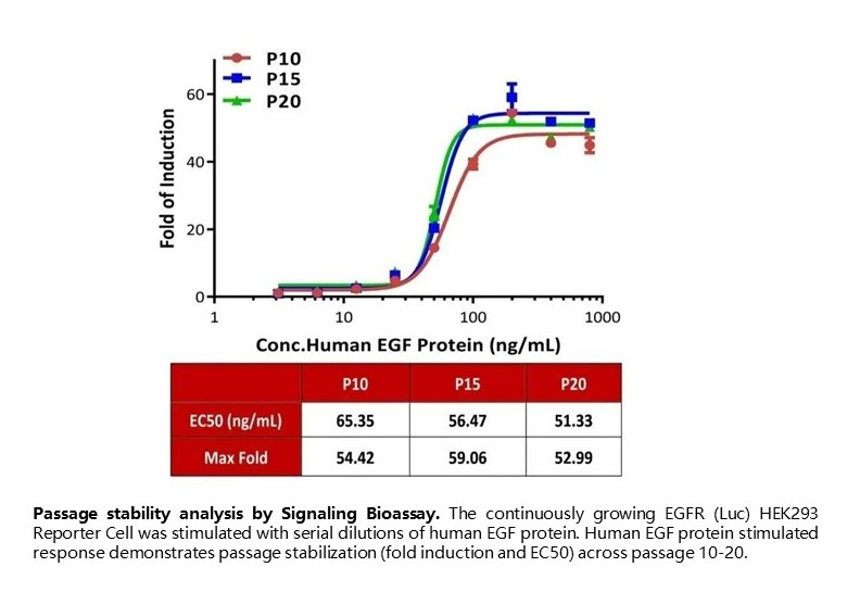 Passage stability analysis by Signaling Bioassay