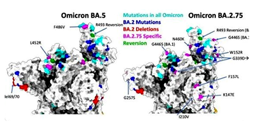 ACE2 receptor