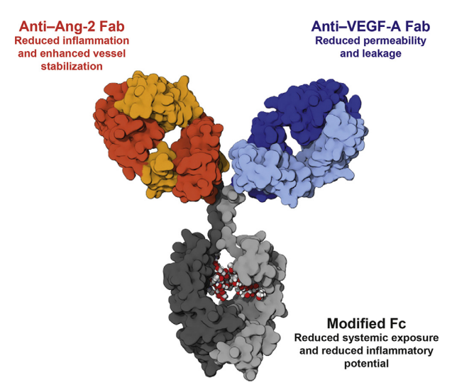 Structure of Faricimab