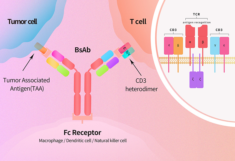 Bispecific antibody