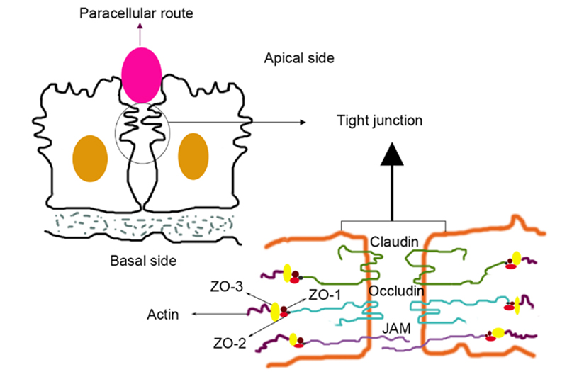 Structure of Claudin