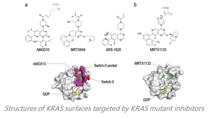 Structures of KRAS surfaces targeted by KRAS mutant inhibitors
