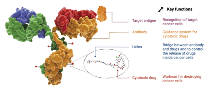 The structure, components and functions and characteristic of an ADC drug.