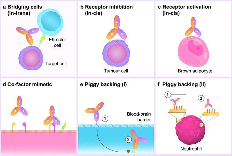 BsAbs mechanism of actions