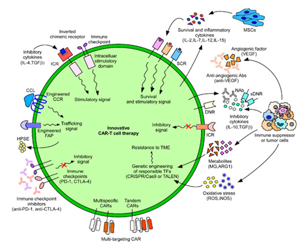 Innovative CAR-T cell therapies developed to combat cancers.