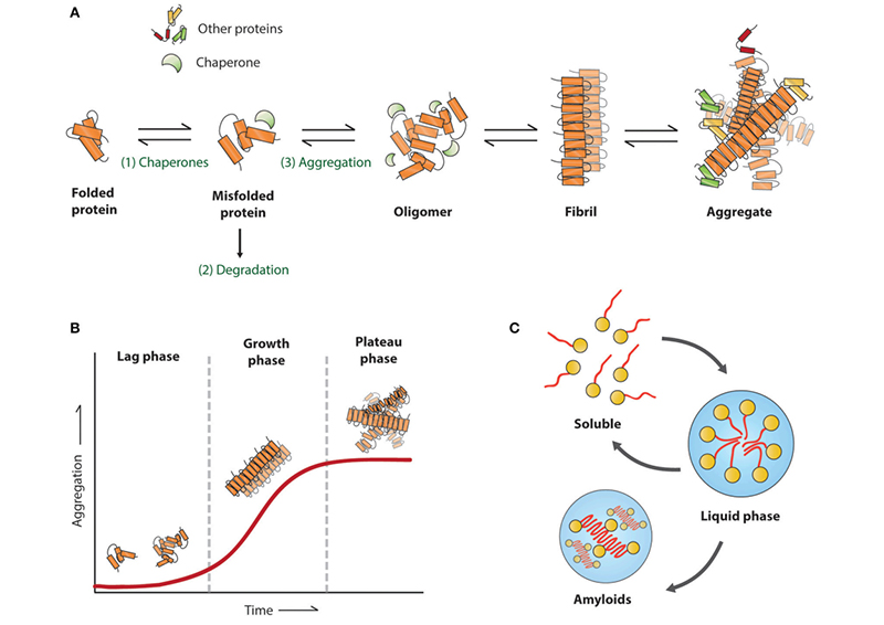 Amyloid aggregation associated with neurodegenerative diseases. Reproduced from Stroo et al