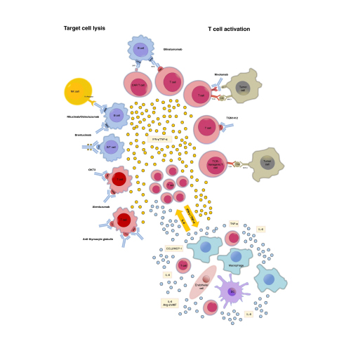 CAR-NK Cell Therapies: Not Completely CRS-proof