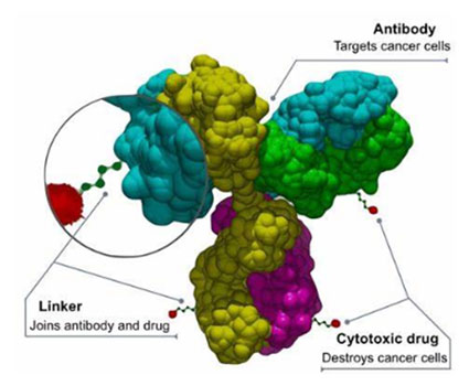 Antibody-Drug Conjugates (ADCs)