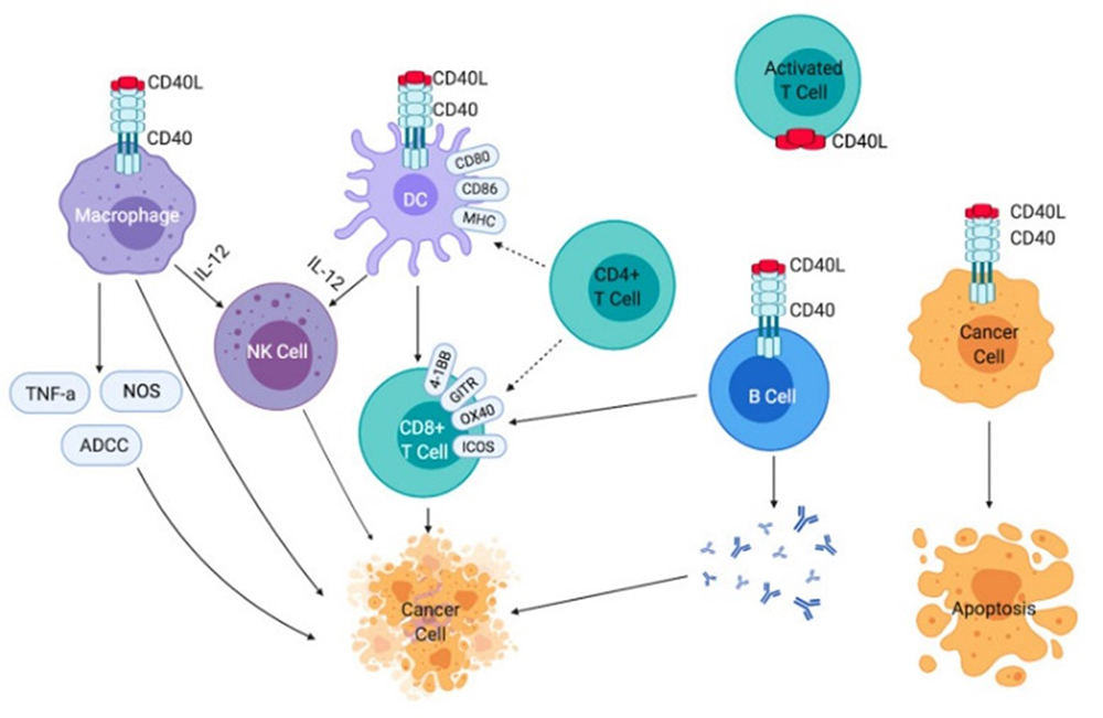 CD40 and its agonistic antibodies