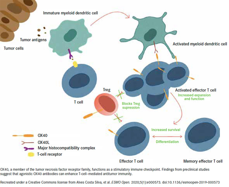 CD40 and its agonistic antibodies