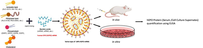 Human Erythropoietin and its use in LNP-mediated mRNA Drug Discovery