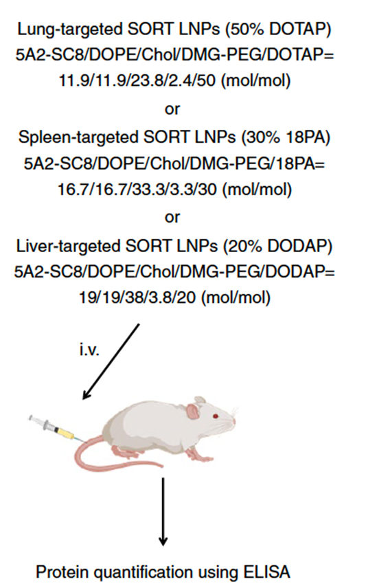 Human Erythropoietin and its use in LNP-mediated mRNA Drug Discovery