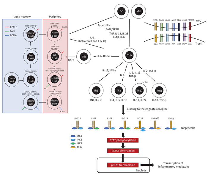 Interpreting the Association Between Cytokines and Autoimmune Diseases