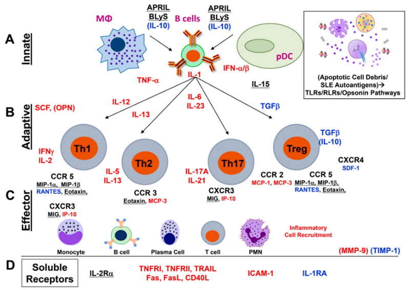 Systemic Lupus Erythematosus