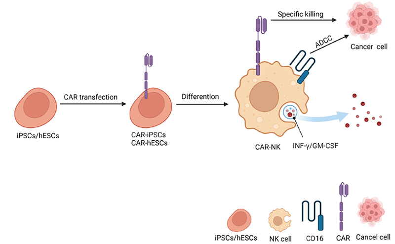 Universal CAR-NK Cell Therapy