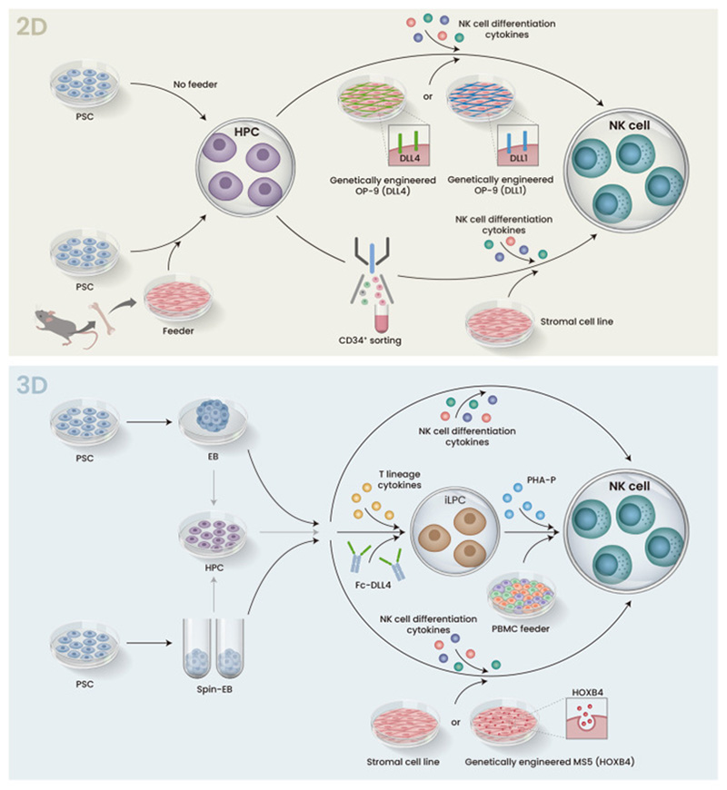 Universal CAR-NK Cell Therapy