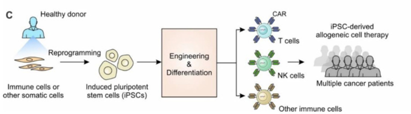 Unleashing Full Potential of iPSC Derived Allogeneic Cell Therapies