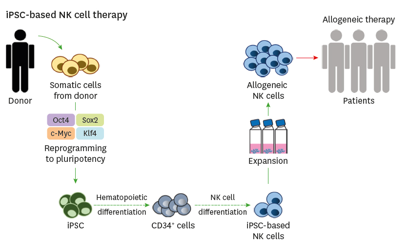 Unleashing Full Potential of iPSC Derived Allogeneic Cell Therapies