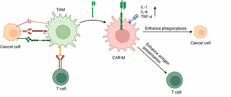 Unleashing Full Potential of iPSC Derived Allogeneic Cell Therapies