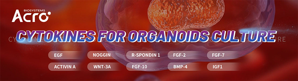 Highly Validated Growth Factors/Cytokines Driving Advances in Organoid Research