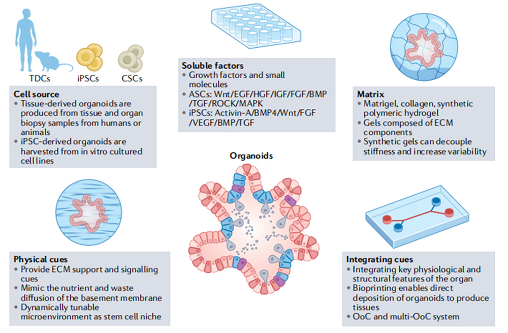 Highly Validated Growth Factors/Cytokines Driving Advances in Organoid Research