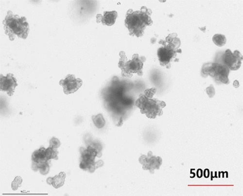 Highly Validated Growth Factors/Cytokines Driving Advances in Organoid Research