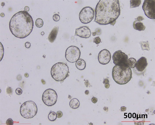 Highly Validated Growth Factors/Cytokines Driving Advances in Organoid Research