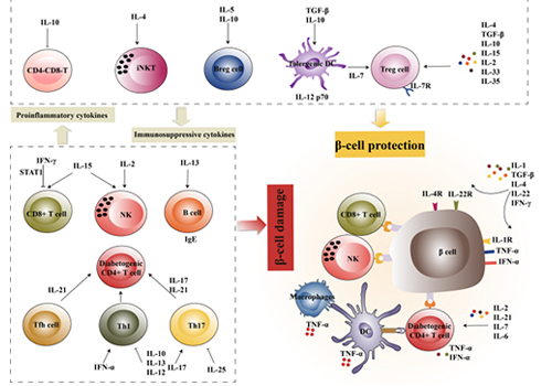 Interpreting the Association Between Cytokines and Autoimmune Diseases