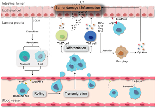 Interpreting the Association Between Cytokines and Autoimmune Diseases