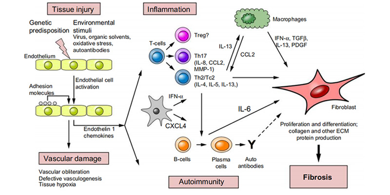 Interpreting the Association Between Cytokines and Autoimmune Diseases