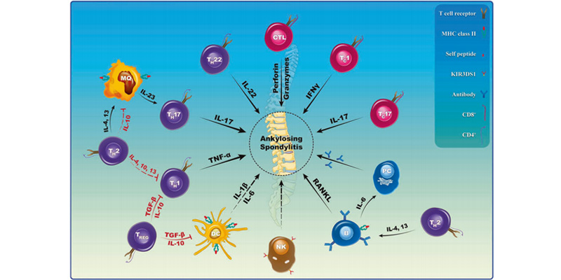 Interpreting the Association Between Cytokines and Autoimmune Diseases