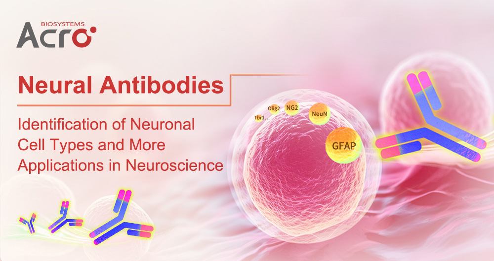 Neural Antibodies: Identification of Neuronal Cell Types and More Applications in Neuroscience