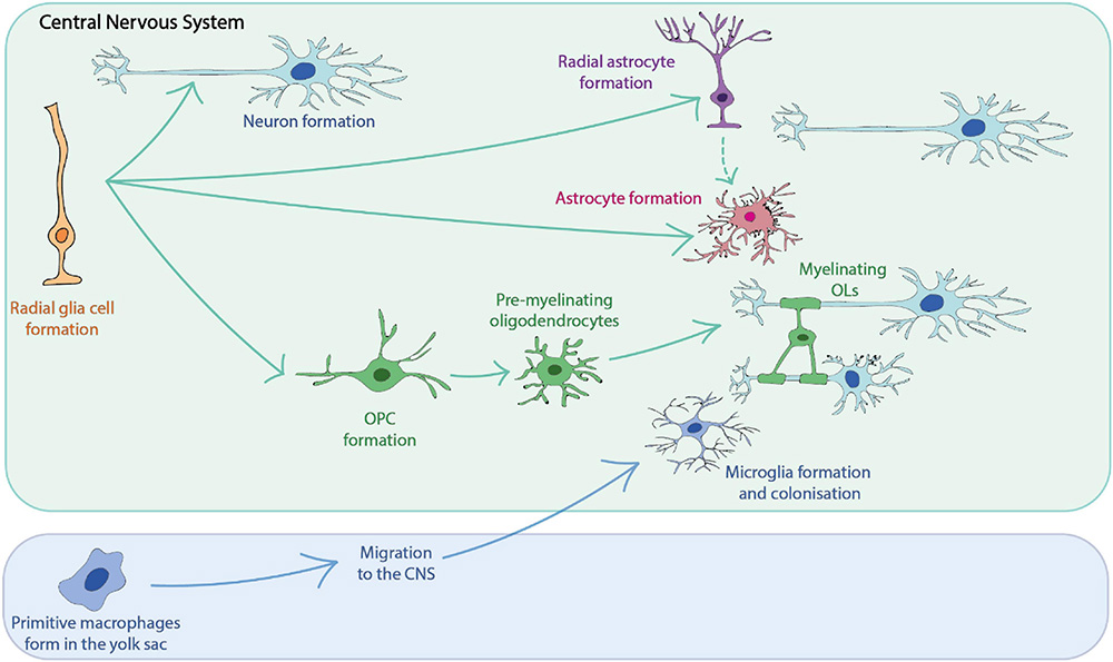 The development of neuronal and glial cells in the central nervous system