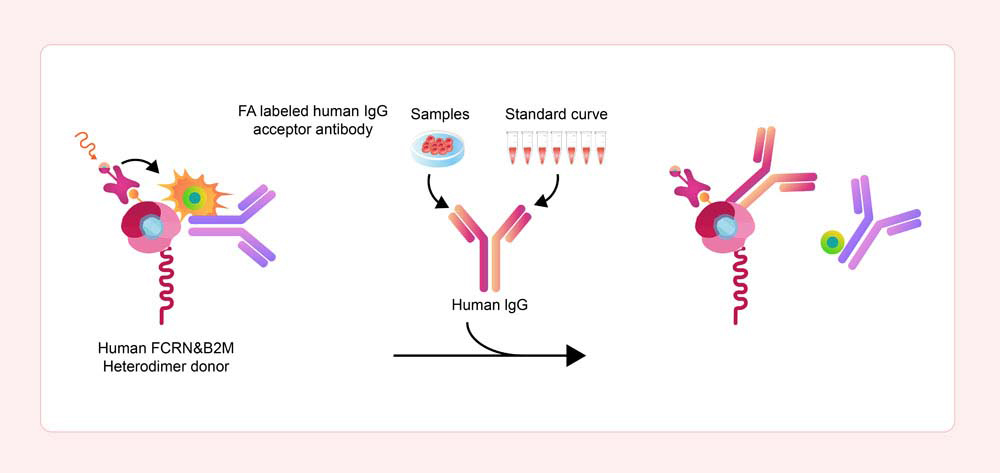 Human FcRn Binding Kit (TR-FRET)