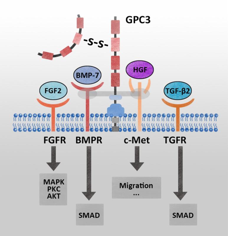 GPC3-proteins.jpg