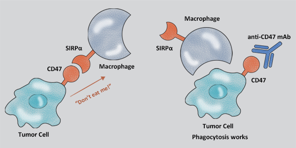 CD47 proteins