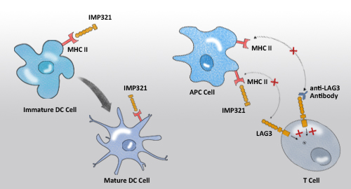 LAG-3 proteins