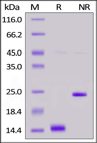 purity_ACA-H421b