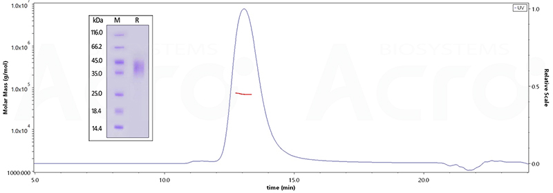 Authentic polymer structure and purity verified by SEC-MALS