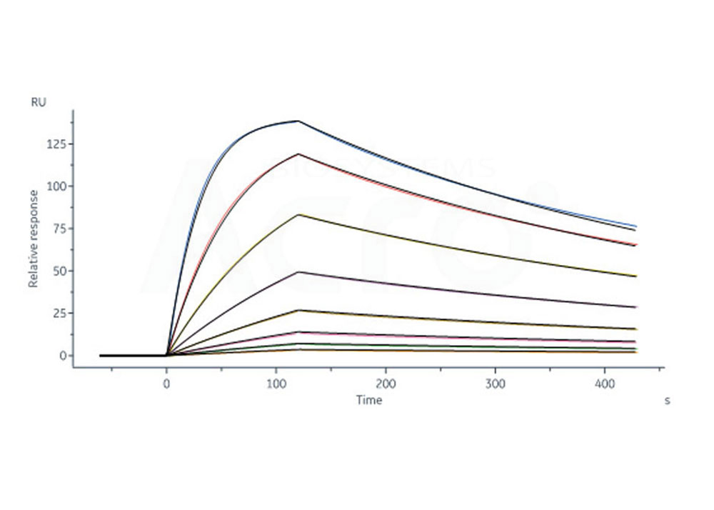 Validation of high bioactivity of binding with receptor or antibody