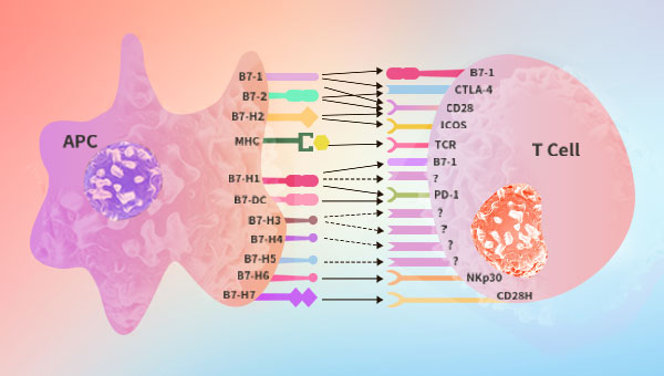 B7-CD28 family