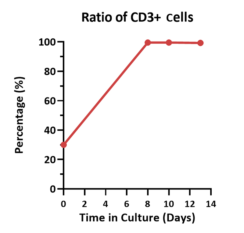 Cultivation Scheme for PBMC-Derived T Cells in T225 Bottle Systems